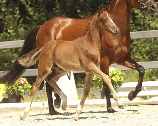 Dressurpferd Dornardo (Deutsches Reitpony, 2013, von Dornik B)