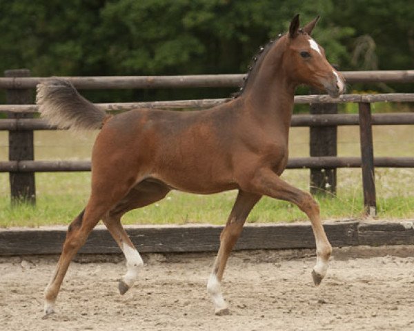 horse Deep Blue Bird (German Riding Pony, 2013, from Dreidimensional AT NRW)