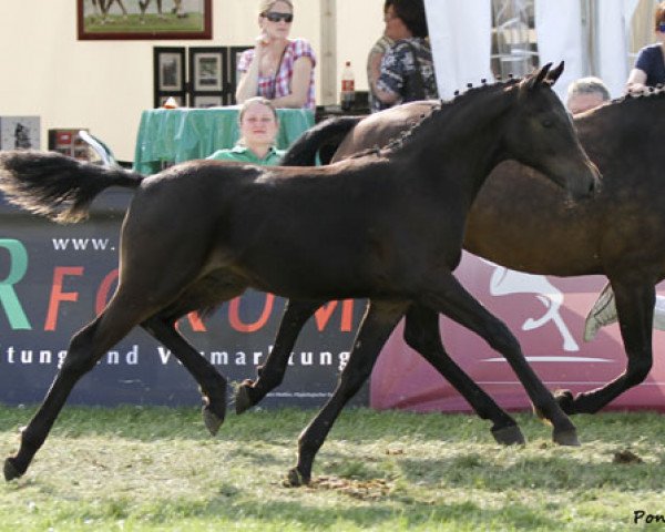 horse Dream Loves (German Riding Pony, 2013, from Dance Star AT NRW)