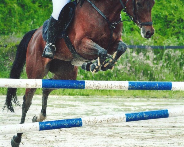 Springpferd Seine Lotte (Rheinländer, 2005, von Sintender)