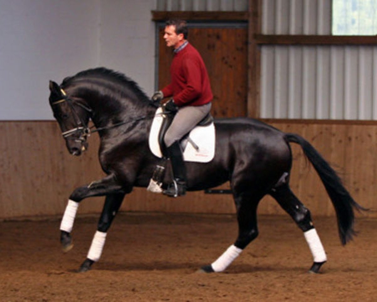 stallion Sinatra Song (Hanoverian, 2003, from Sandro Hit)