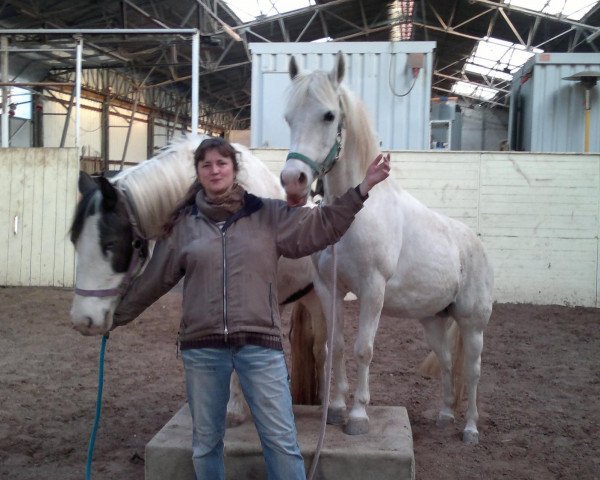horse Reika (Lewitzer, 1993, from Rzewuski ox)