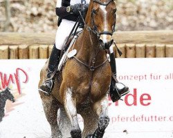 Springpferd Ruling Spirit (Oldenburger, 2003, von Rubin Royal OLD)