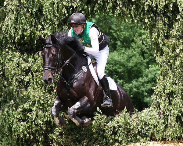 Springpferd Cato 60 (Holsteiner, 2004, von Contendro I)