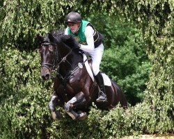 jumper Cato 60 (Holsteiner, 2004, from Contendro I)