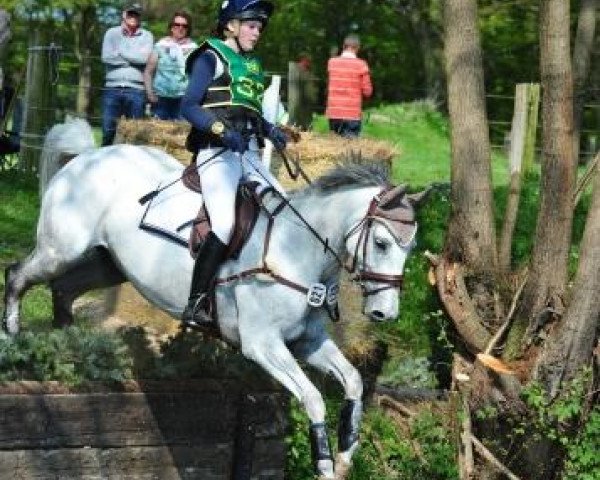 broodmare Cascora (Holsteiner, 2004, from Casco 4)