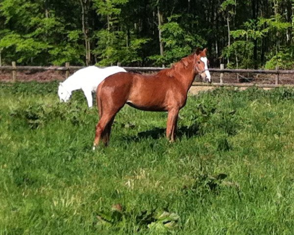 broodmare Fiona FE (Westphalian,  , from Fürst Piccolo)