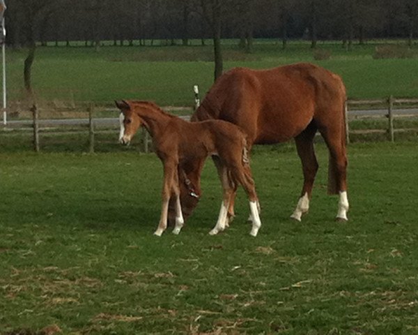 broodmare Soraya FE (Westphalian, 2013, from Sir Heinrich OLD)