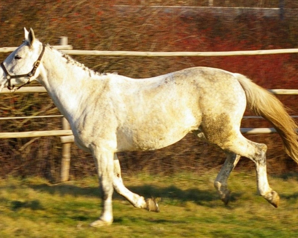 Fattrice Schöne Vanity (Trakehner,  , di Vivus)