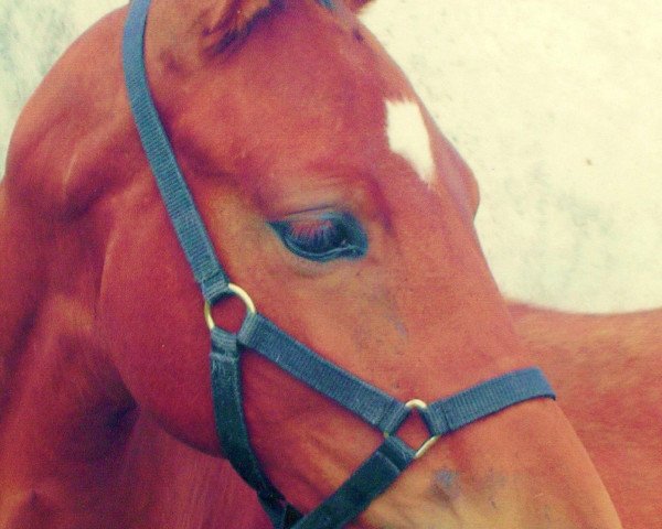 broodmare Raya (Württemberger, 2007, from Ricordo di Leny)