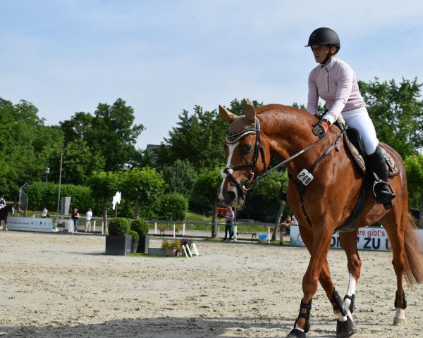 jumper Papillon 163 (Hanoverian, 2008, from Perigueux) jumper Papillon 163 (Hanoverian, 2008, from Perigueux)