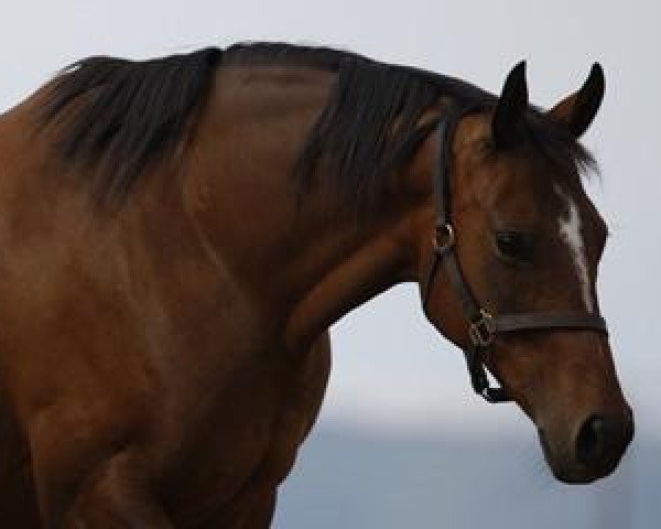 broodmare Nouvelle Fortune xx (Thoroughbred, 1998, from Alzao xx)