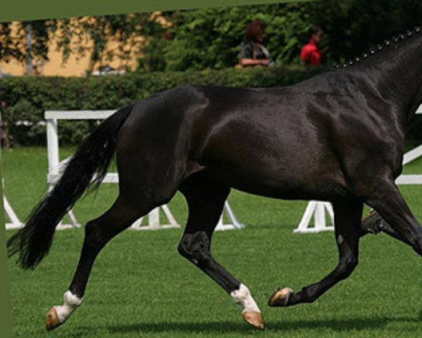 Zuchtstute Donausonne II (Trakehner, 2000, von Donauwalzer)