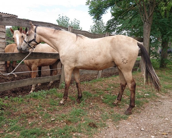 horse Puszedli (Hungarian Warmblood, 2019, from Páholy)