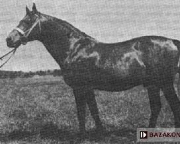 stallion Czatownik (Great Poland (wielkopolska), 1957, from Equator x) stallion Czatownik (Great Poland (wielkopolska), 1957, from Equator x)