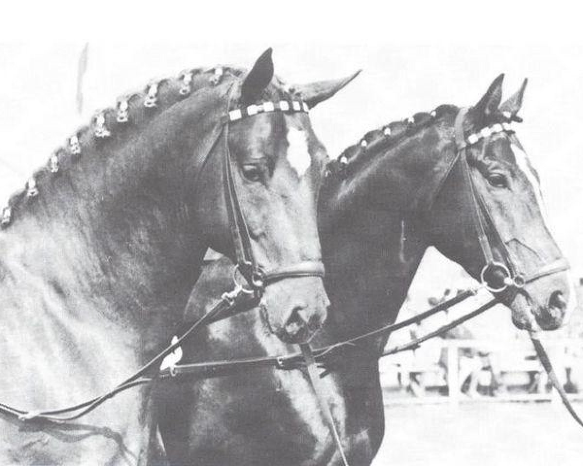 Deckhengst Frühlingstraum II (Westfale, 1968, von Frühling)