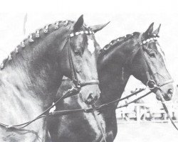 stallion Frühlingstraum II (Westphalian, 1968, from Frühling)