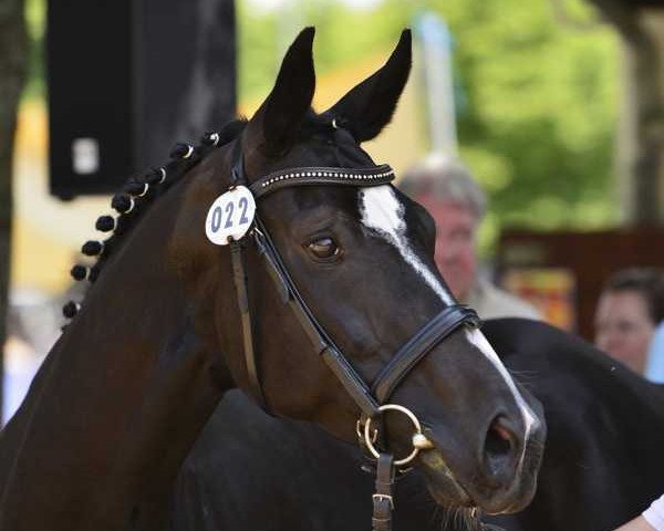broodmare Dana Davinia (Oldenburg, 2006, from Fidertanz)