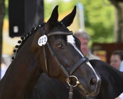 broodmare Dana Davinia (Oldenburg, 2006, from Fidertanz)