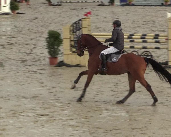 Reitturnier Westergellersen 2022