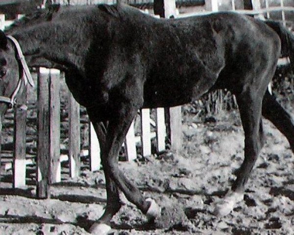 stallion Pontoux xx (Thoroughbred, 1970, from Venture xx)