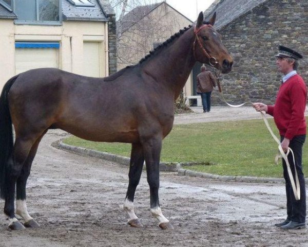 stallion Galopin du Biolay (Selle Français, 1994, from Butin d'Elle)