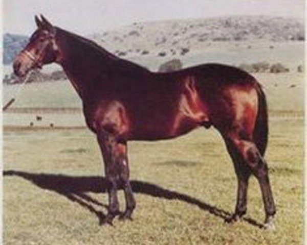 Deckhengst Queen's Hussar xx (Englisches Vollblut, 1960, von March Past xx) Deckhengst Queen's Hussar xx (Englisches Vollblut, 1960, von March Past xx)