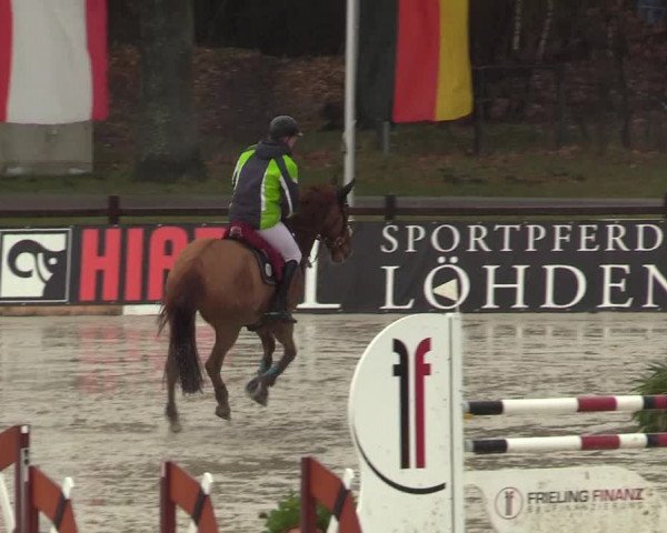 Reitturnier Westergellersen 2022