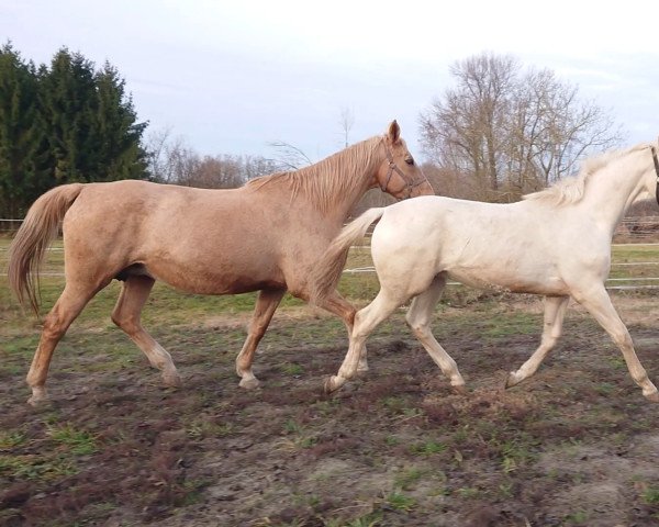 stallion Rubicon (Hungarian Warmblood, 2021, from Rubint)