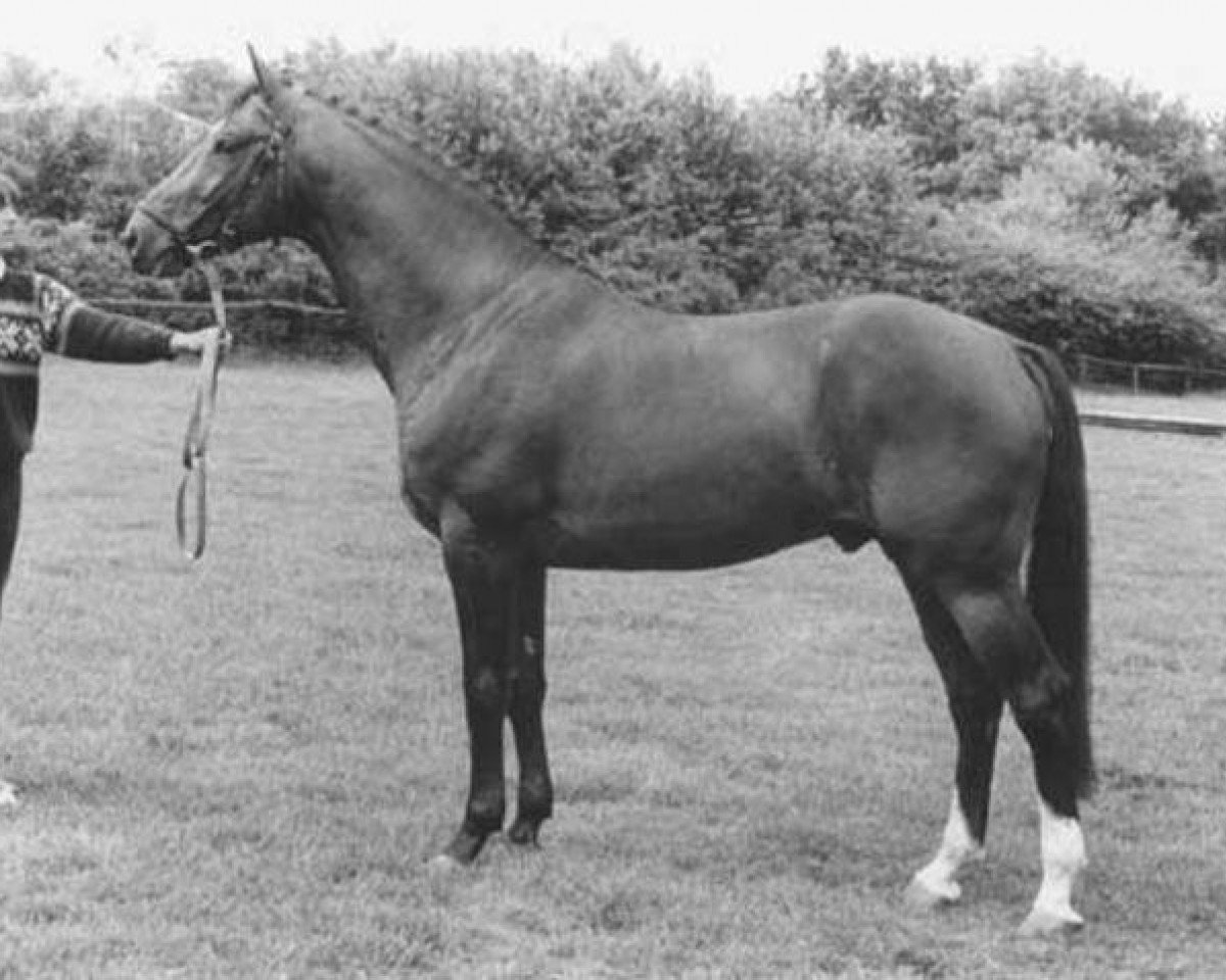 Deckhengst Ultrazon (KWPN (Niederländisches Warmblut), 1978, von Joost)