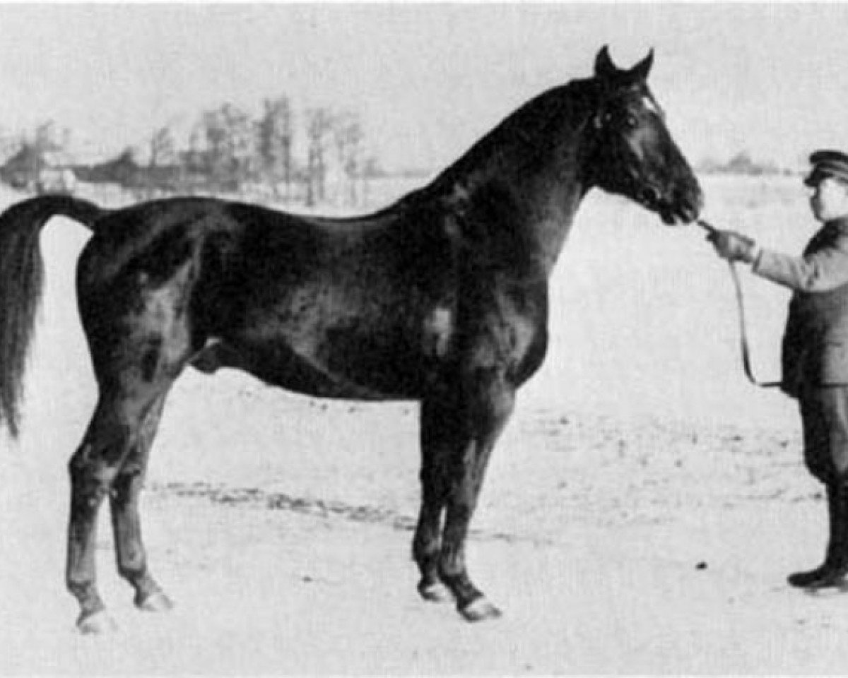 stallion Onkel 182 SWE (Swedish Warmblood, 1936, from Humanist)
