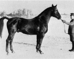 stallion Onkel 182 SWE (Swedish Warmblood, 1936, from Humanist)
