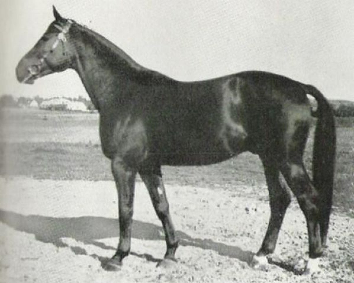 stallion Diogenes (Swedish Warmblood, 1946, from Onkel 182 SWE)