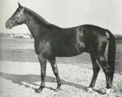 stallion Diogenes (Swedish Warmblood, 1946, from Onkel 182 SWE)