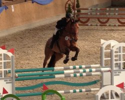 jumper Numantia (Hanoverian, 2012, from Numero Uno)