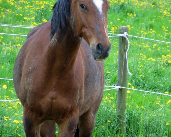 Dressage horse Max (Small German Riding Horse,  )