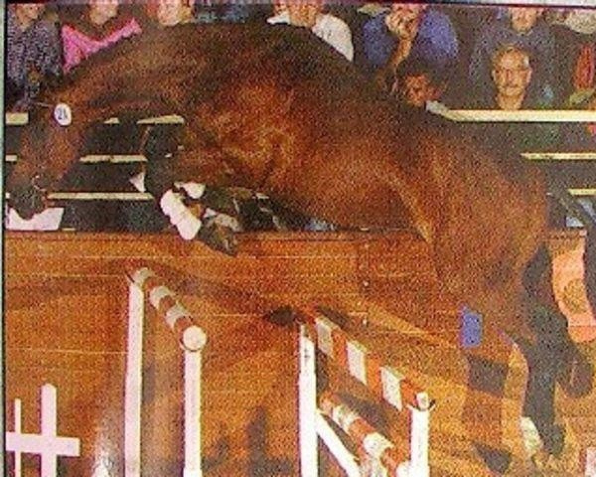 stallion L'Espoir (Selle Français, 1970, from Le Mioche xx)