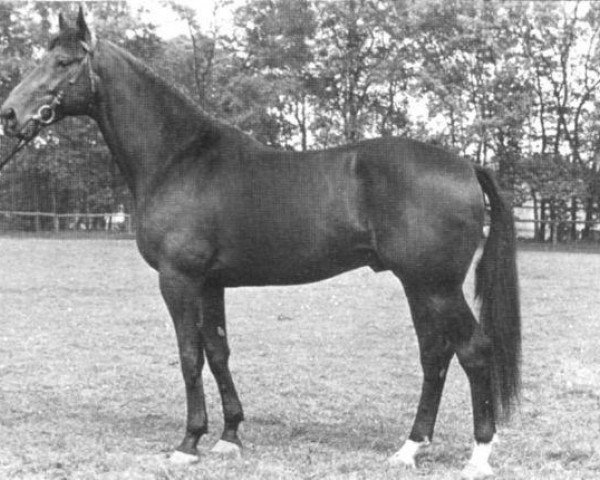 Deckhengst Statuar (Selle Français, 1976, von Tamersale xx)