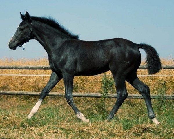 horse Contigo JB (Rhinelander, 2013, from Chirivell)
