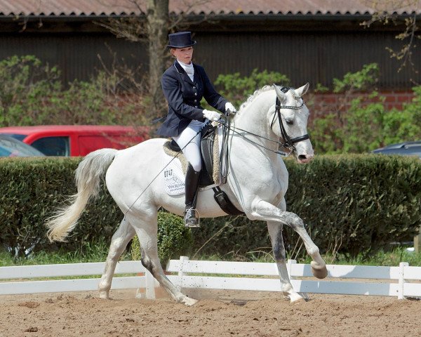 Dressurpferd Rascal 96 (Hannoveraner, 2001, von Rotspon)