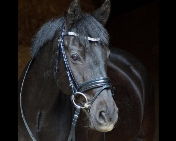 Springpferd Dark Queen 2 (Deutsches Reitpony, 2002, von Drops)