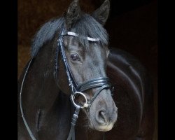 jumper Dark Queen 2 (German Riding Pony, 2002, from Drops)