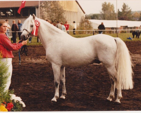 stallion Chirko (Welsh-Cob (Sek. C), 1976, from Chirk Ceiniad)