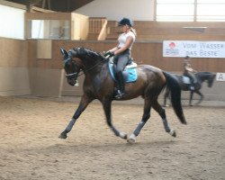 dressage horse Ready To Dance 3 (Hessian Warmblood, 2004, from Ritter Remus)