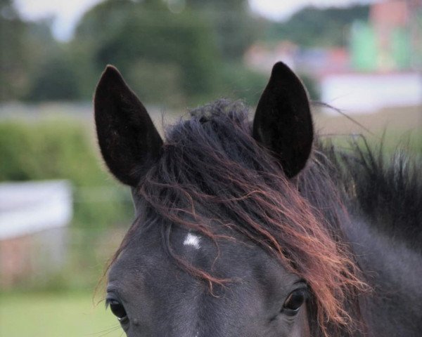horse Dropje's Darco (German Riding Pony, 2020, from Dropje voor Dropje)