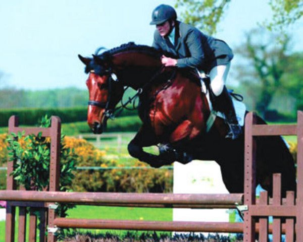 Deckhengst Tabasco van Erpekom (Belgisches Warmblut, 1996, von Darco) Deckhengst Tabasco van Erpekom (Belgisches Warmblut, 1996, von Darco)