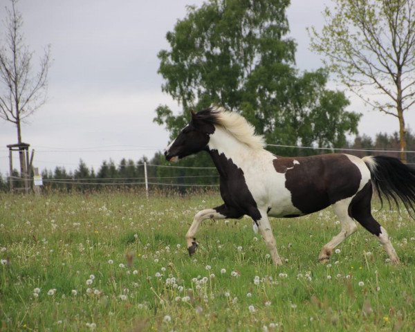 Pferd Famous 30 (unbekannt, 2011)