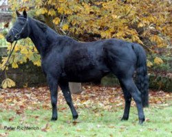 broodmare Donauglück (Trakehner, 1995, from Hohenstein I)
