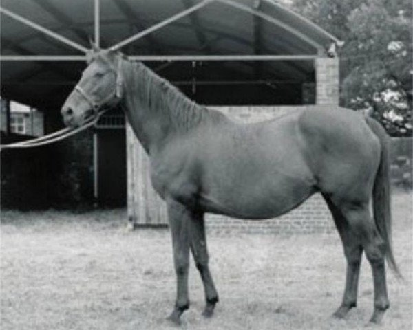 broodmare Feola xx (Thoroughbred, 1933, from Friar Marcus xx)