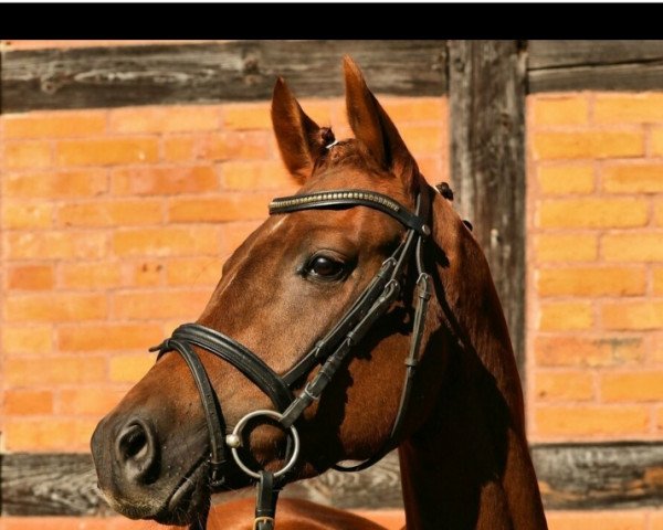 dressage horse California Girl JB (German Riding Pony, 2017, from Mastro's Nightfire) dressage horse California Girl JB (German Riding Pony, 2017, from Mastro's Nightfire)